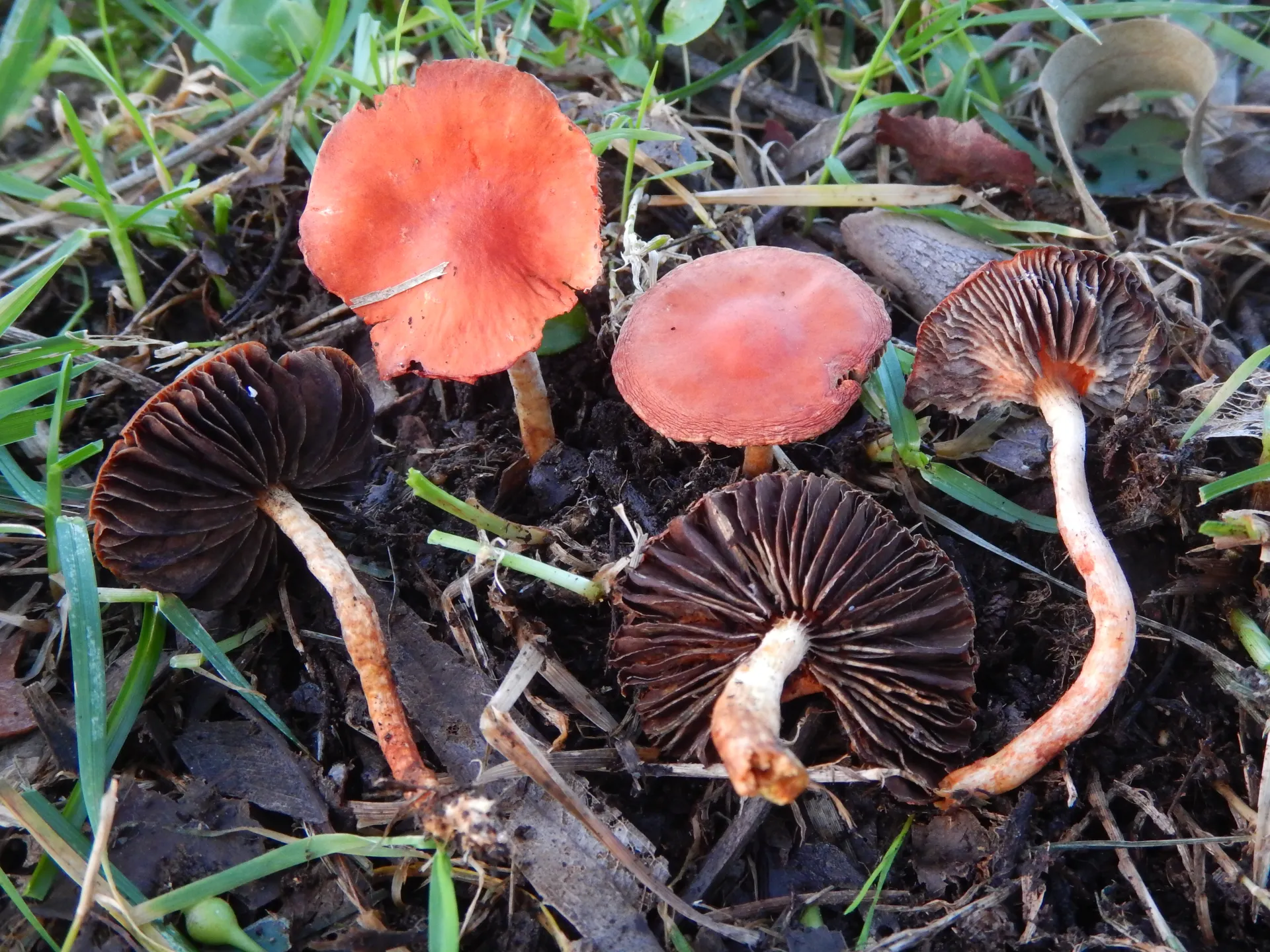 Leratiomyces ceres, 19-12-05 (2)